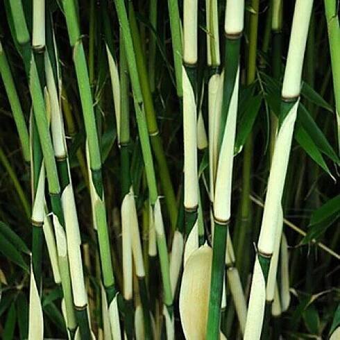 Bambus /Fargesia robusta/ ´FORMIDABLE´ 40-50 cm, kont. 3,5 l | Lumigreen.cz