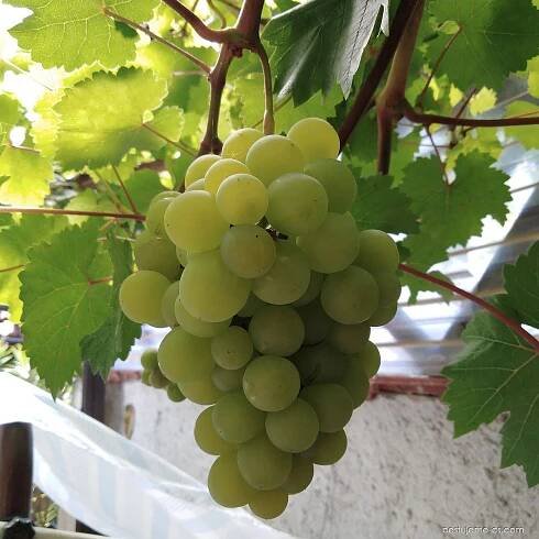 Réva vinná (Vitis vinifera)