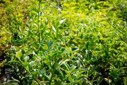 Cesmína obecná 'Bacciflava' - Ilex aquifolium 'Bacciflava'