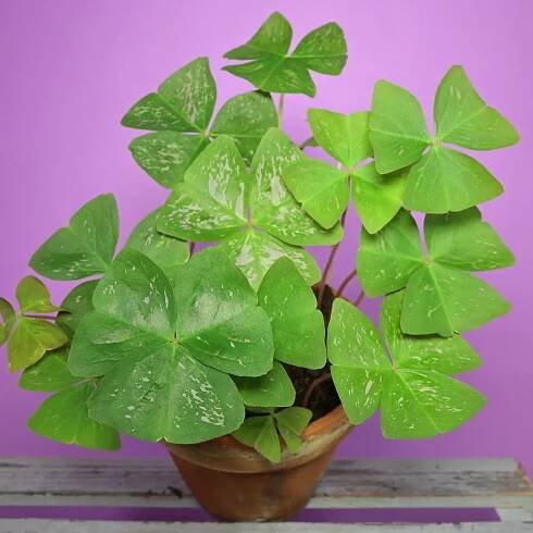 Oxalis triangularis Irish Mist