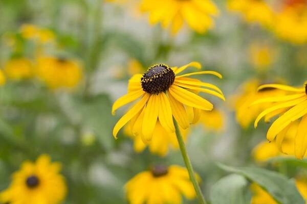 Summer Bloomers - Blog- Mahoney's Garden Center