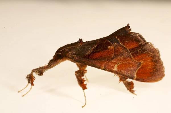 an unknown moth