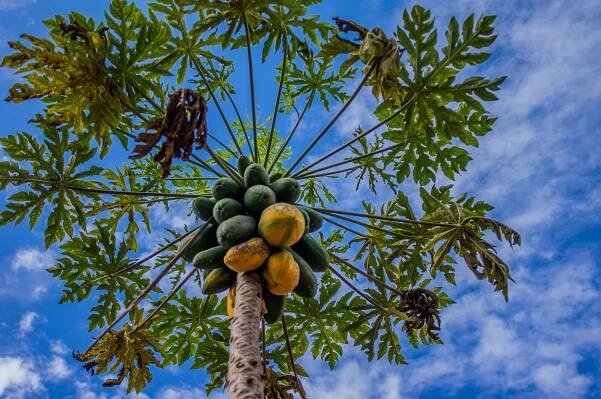 File:Papaya tree and sky.jpg - Wikimedia Commons