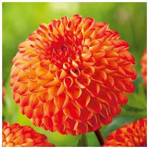 Jiřinka Mirella - Dahlia - prodej cibulovin - 1 ks