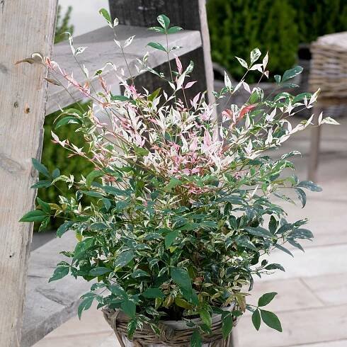 Perfect Low Maintenance Plants for Gardening Novices - YouGarden Blog