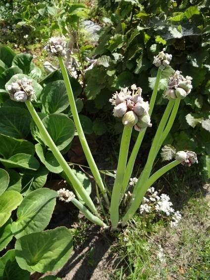 Allium x proliferum (Cibule prorůstavá) - eshop, prodej, semena, rostliny, pěstování, fotografie, množení, popis, atd