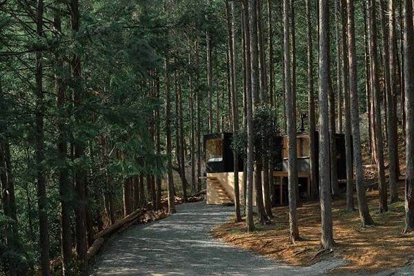 tree trunks pierce through elevated sauna shelter by DAICHI in japanese forest