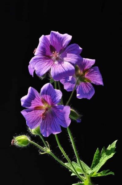 Geranium pratense — Stock obrázek