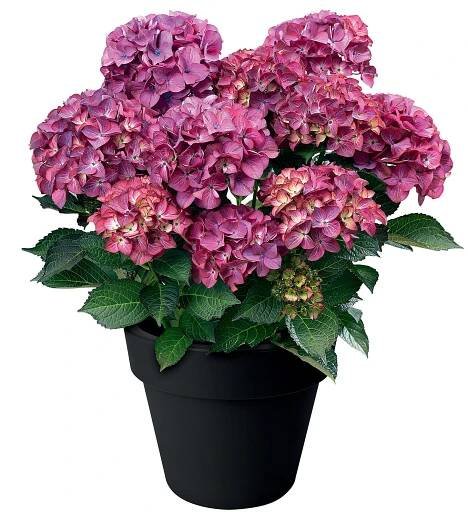 Piardino Hortenzie Hydrangea macrophylla; velikost květináče: 24 cm