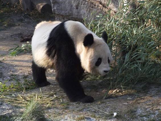 Ailuropoda melanoleuca - panda velká