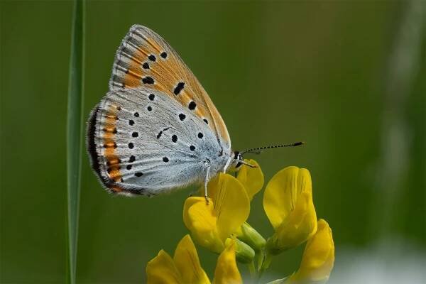 Lycaena dispar, female, Kalinovica, 0522L3322