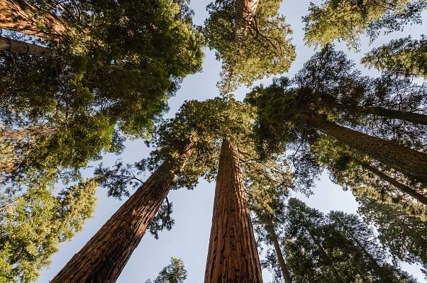 Národní park Sequoia - Skompasem.cz
