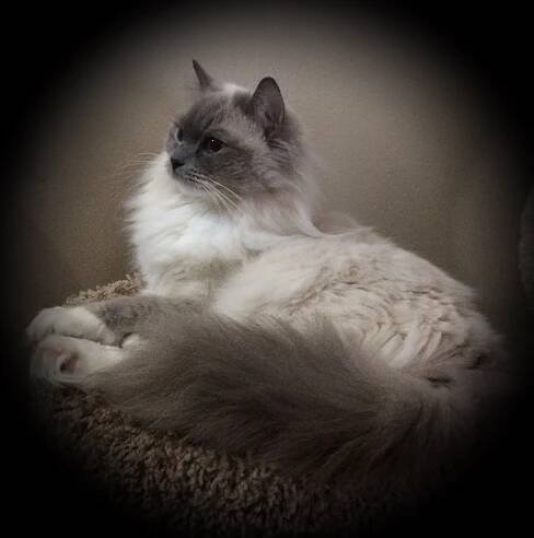 Our Ragdoll Girls | Raven's Glen Ragdolls