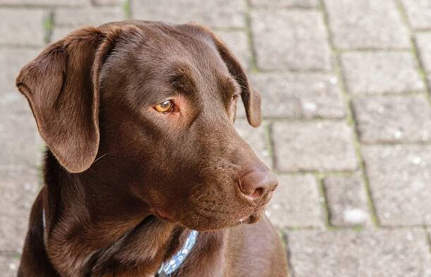 Rank: 5 Chocolate Labrador (Canis lupus familiaris) as a pet
