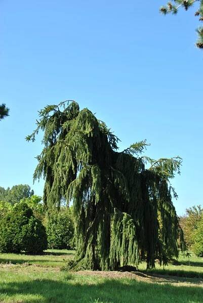 Picea abies 'Inversa'
