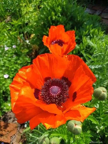 Mák vlčí (Papaver rhoeas), květy, květenství