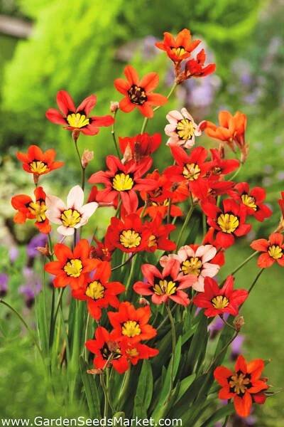 Sparaxis - mix - 20 gab. Iepakojums - Sparáxis – Garden Seeds Market | Bezmaksas sūtīšana