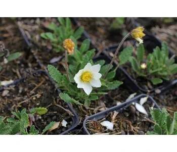 Dryádka Sündermannova - Dryas suendermannii Květník o průměru 9 cm