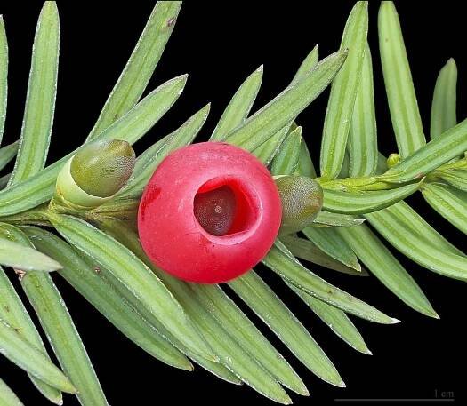 TIS ČERVENÝ (TAXUS BACCATA) - SEMENA TISU - 10 KS - KUP SI ČAJ