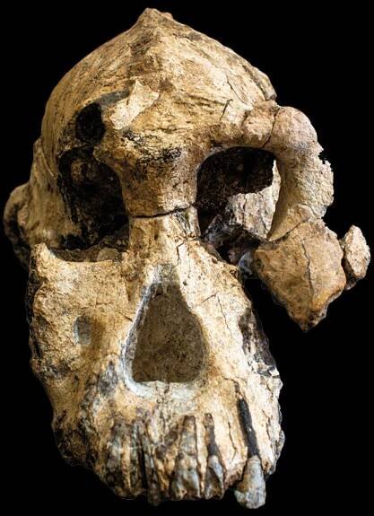 Australopithecus anamensis • Becoming Human