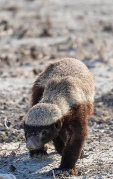 medojed lesní v národním parku etosha, namibie - honey badger - stock snímky, obrázky a fotky