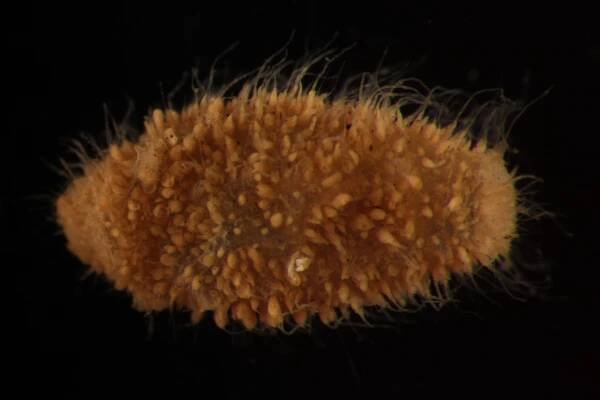 Checklist of newly-vouchered annelid taxa from the Clarion-Clipperton Zone, central Pacific Ocean, based on morphology and genetic delimitation