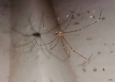 pavouk s dlouhýma nohama - pokoutník domácí - stock snímky, obrázky a fotky
