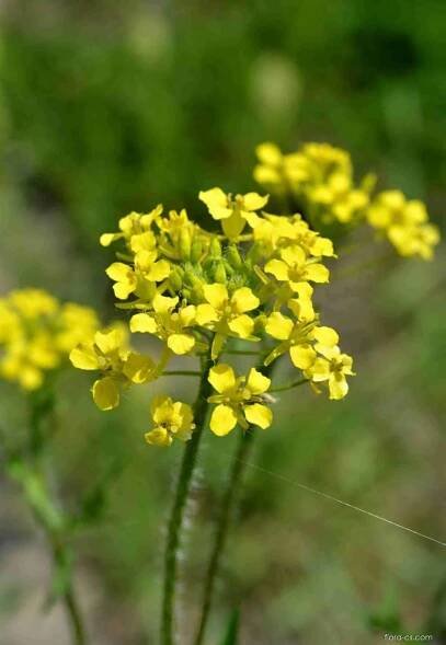 Atlas - fotogalerie: sisymbrium loeselii; 1
