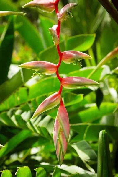 Heliconia chartacea, růžová krabí klepeto květ — Stock obrázek
