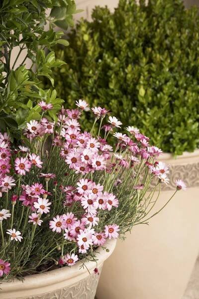 Rhodanthemum hosmariense rosa