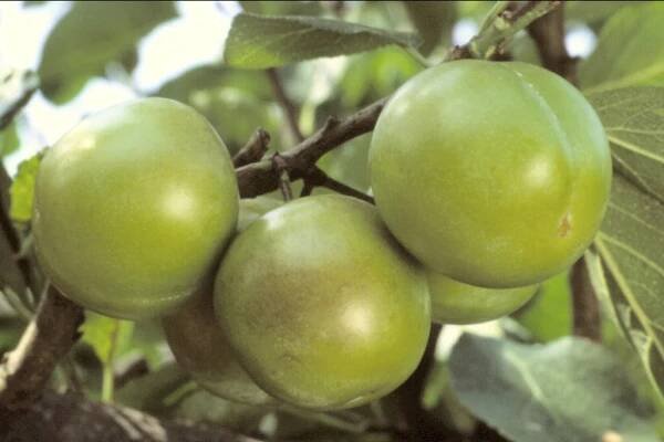 Zelená renklóda 'Verte'- Prunus d. 'Reine Claude Verte'