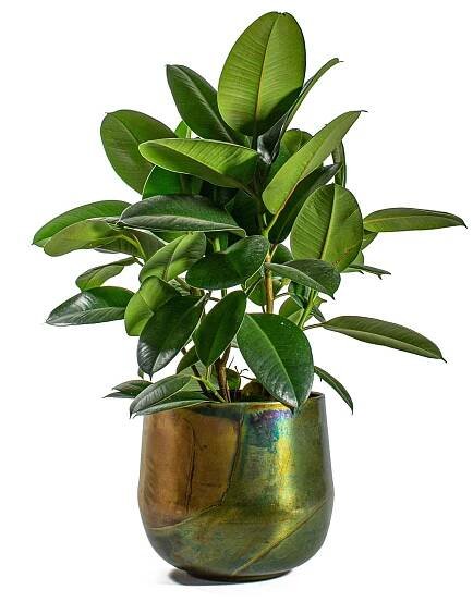 rubber plant in a metal green pot