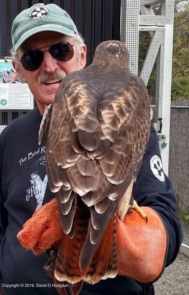 The Red Tail