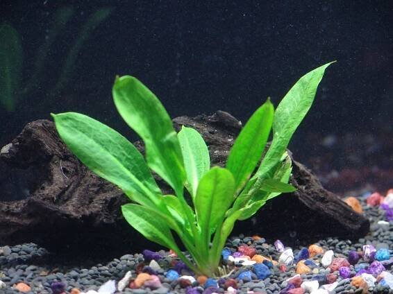 Potted Dwarf Hairgrass Aquarium Live Plant | Aquarium Plants