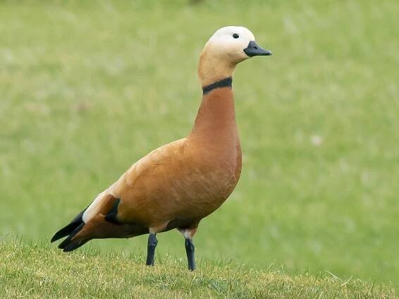  - Ruddy Shelduck