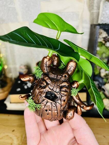 Mandragora Alocasia