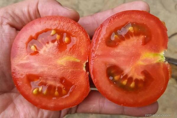 Lilek rajče Tipo F1 (Solanum lycopersicum)