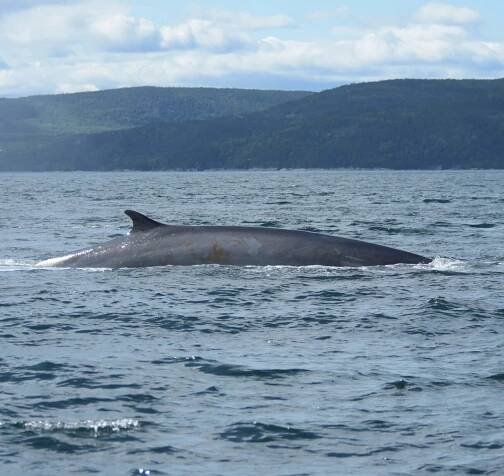 fin whale