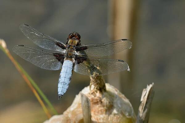 MacroPhoto - Vážka ploská (Libellula depressa)