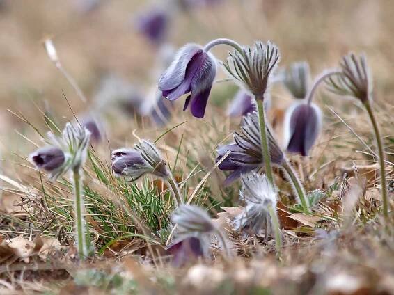 Pulsatilla montana