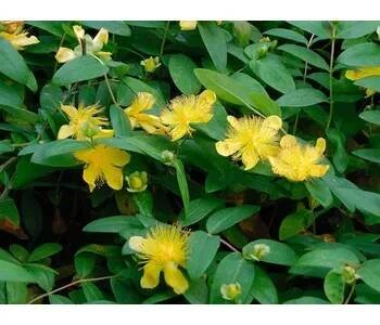 Třezalka kalíškatá 'Rose Von Sharon' - Hypericum calycinum 'Rose Von Sharon' Balení: kontejner p11