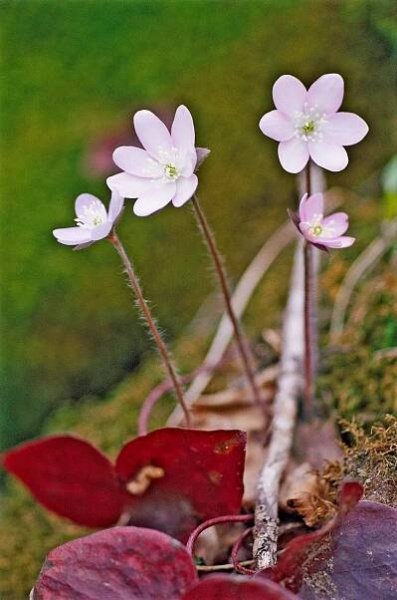 White and purple Hepatica