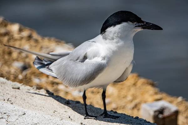 Birding the Tumbes Specialties and Shorebirds Galore at the Coast – International Birding Expeditions