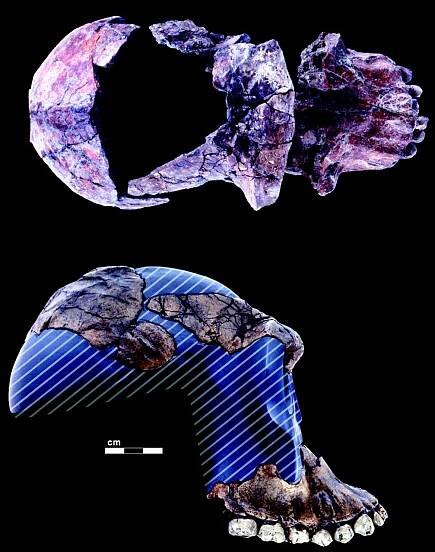 Type specimen BOU-VP-12/130 top and reconstructed side view.