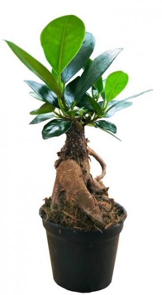 Fíkus, Ginseng, bonsaj, průměr květináče 6 cm, na prodej