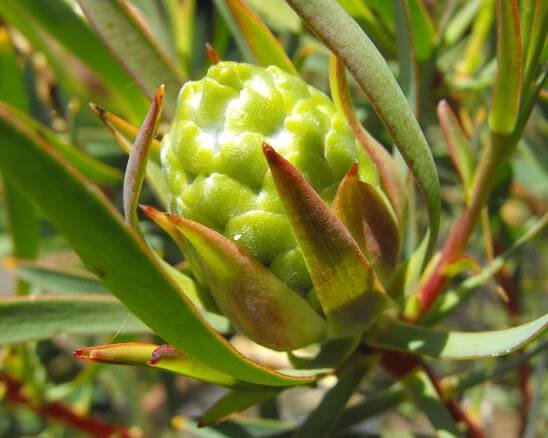 Leucadendron salicifolium