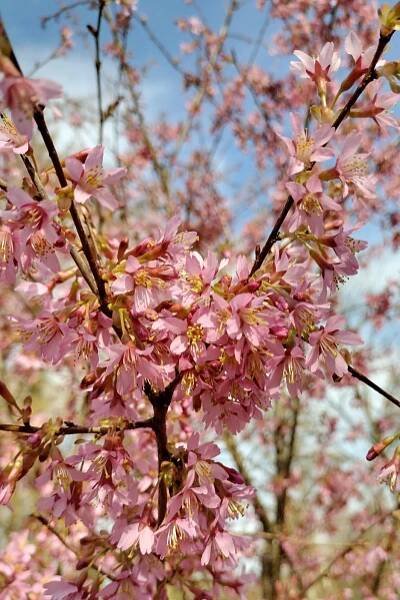 Prunus incisa (incisa × campanulata) 'Okame'