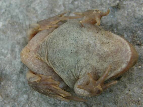 Obrázek - Pelobates fuscus (blatnice skvrnitá) | BioLib.cz