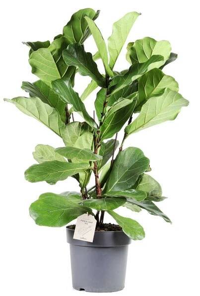 Fíkus, Ficus lyrata, vícevýhonový, průměr květináče 27 cm