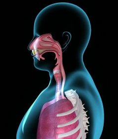 anatomie úst - hltan dýchací soustava - stock snímky, obrázky a fotky